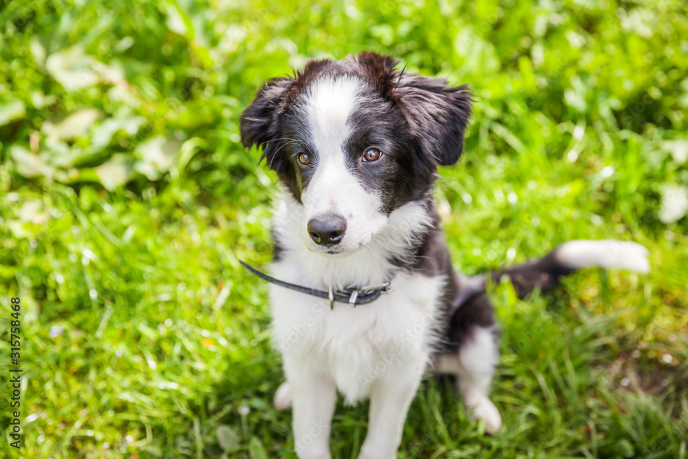 Funny outdoor portrait of cute smilling puppy border collie sitting on grass background. New lovely member of family little dog gazing and waiting for reward. Pet care and animals concept