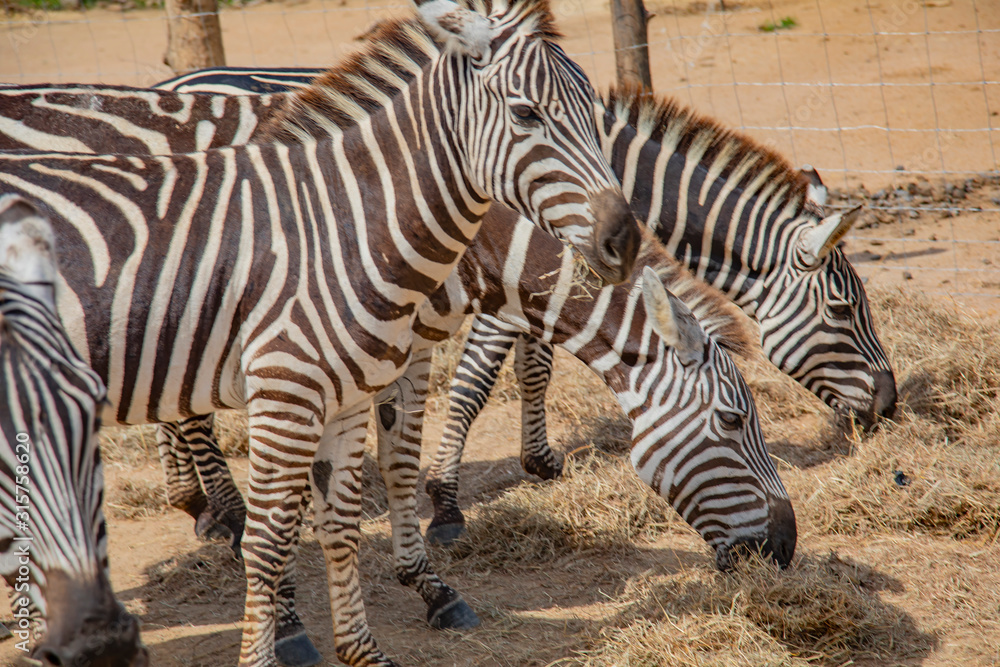 Wild zebra in a pasture, Safari Park in Costa Rica. Wild zebra in a pasture, Safari Park in Costa Rica.