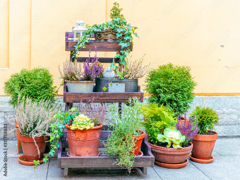 potted street flowers on wooden shelves