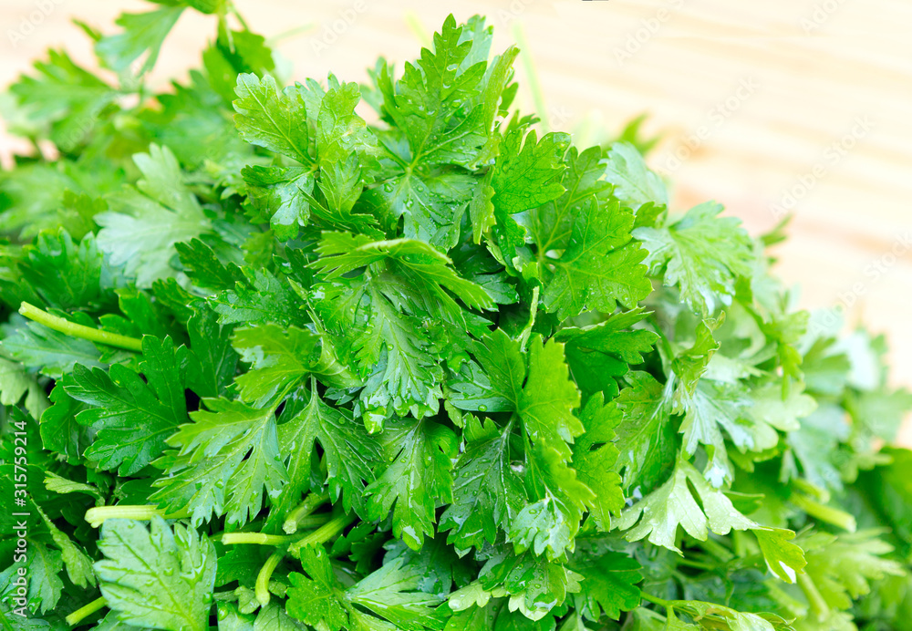 Parsley bunch on wood background. Organic parsley leaf. Parsley bunch on wood background. Organic parsley leaf.