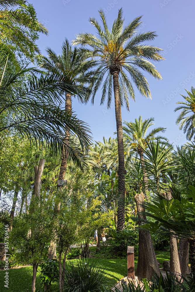 Parque Municipal (XVII century) form a part of Elche Palmeral - a palm trees plantation in Spanish province of Alicante. It is largest palm grove in Europe and one of largest in world. Elche, Spain.