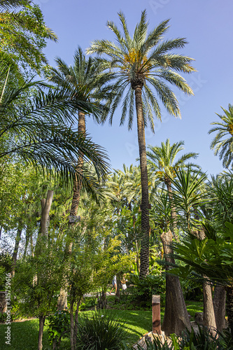 Parque Municipal (XVII century) form a part of Elche Palmeral - a palm trees plantation in Spanish province of Alicante. It is largest palm grove in Europe and one of largest in world. Elche, Spain.