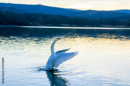 white swans on an autumn lake on a sunny day