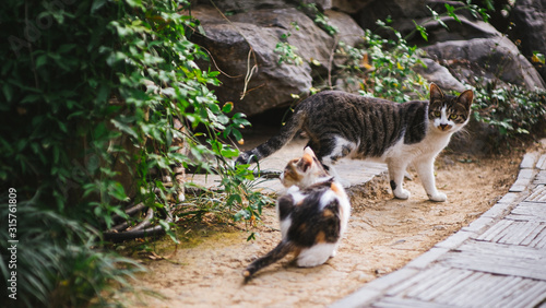 cats in the woods relxing photo