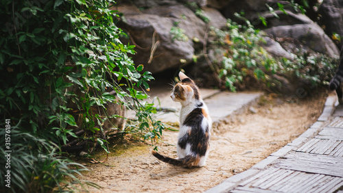 cats in the woods relxing photo