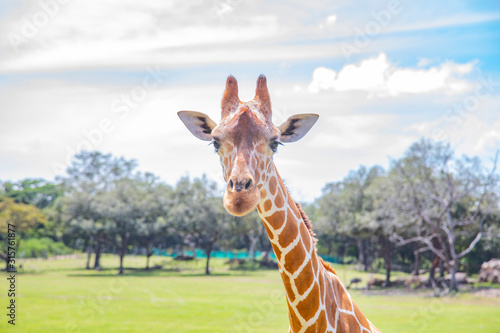 Photography Blurred giraffe background