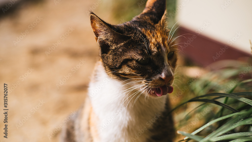 cats in the woods relxing