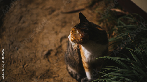 cats in the woods relxing photo