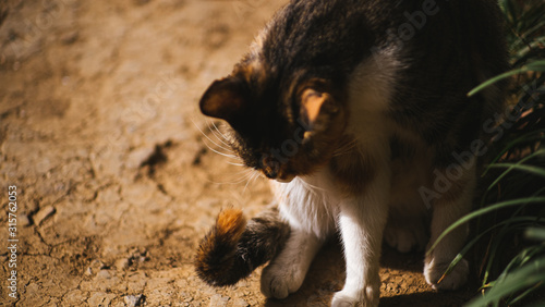 Canvas Print cats in the woods relxing