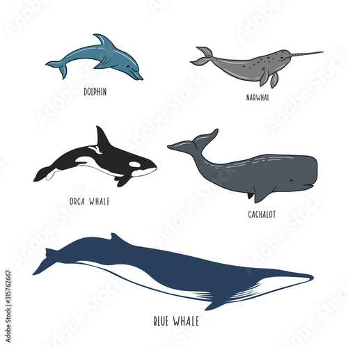 Set of sea animals. Figure whale, dolphin, narwhal, sperm whale, killer whale. Vector illustration.