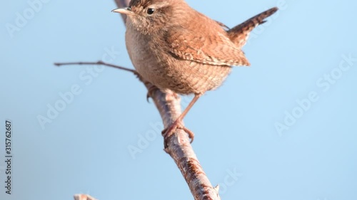 Eurasian Wren (Troglodytes troglodytes) Singing bird in its natural habitat photo