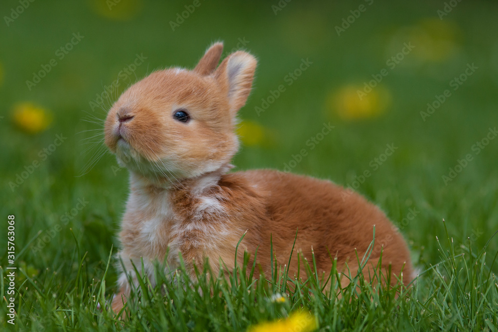 Little rabbit on green grass in summer day Little rabbit on green grass in summer day