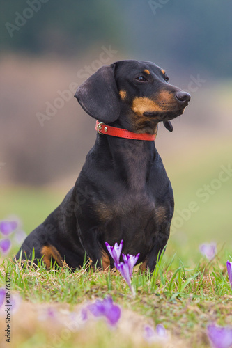 Dog German haired Dachshund in the summer outdoors closeup portrait