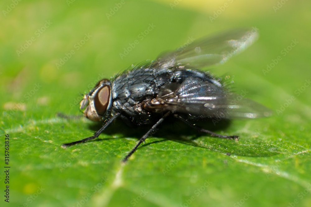 Mosca Posada en Hoja Mosca Posada en Hoja