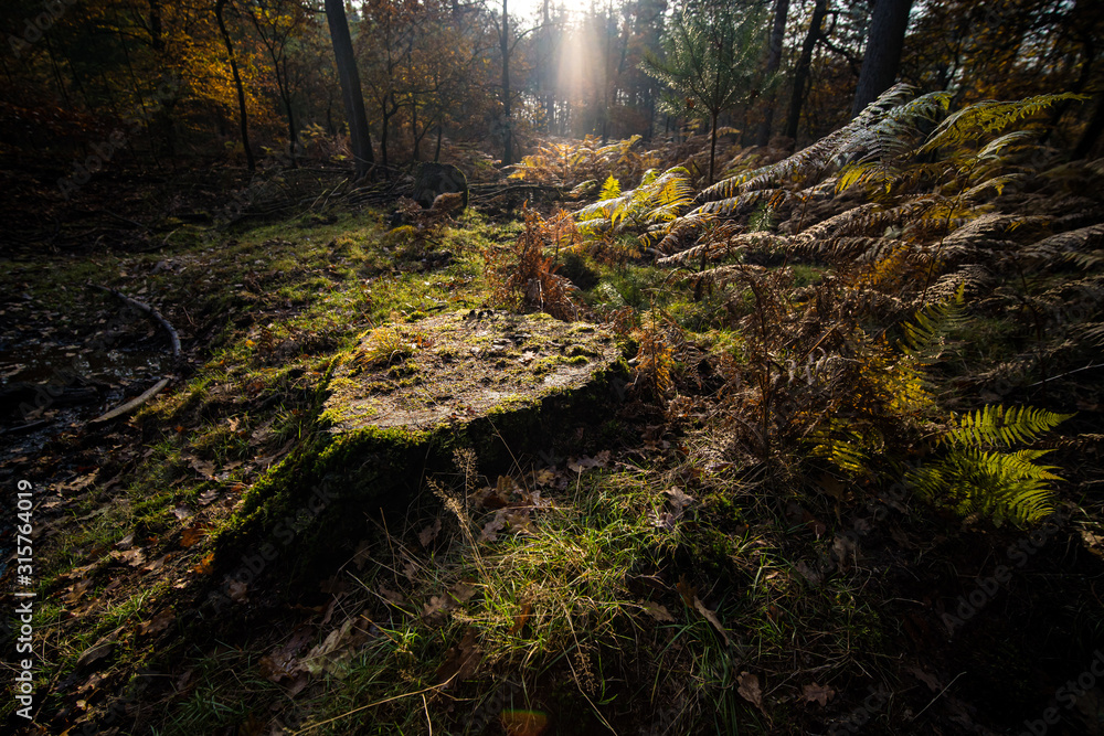 Tree trunk in the forest between fern in the sunlight of the autumn in the woods Tree trunk in the forest between fern in the sunlight of the autumn in the woods