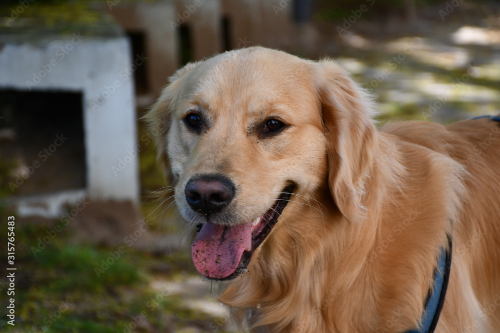 Golden Retriever Portrait