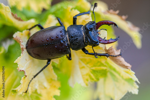 The stag beetle (Lucanus cervus) photo