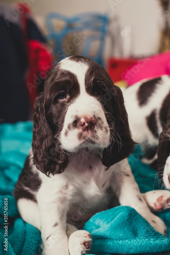 Obraz na płótnie Cute English Springer Spaniel Puppy 