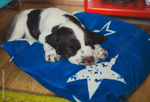 Cute English Springer Spaniel Puppy Laying On A Blue Pillow