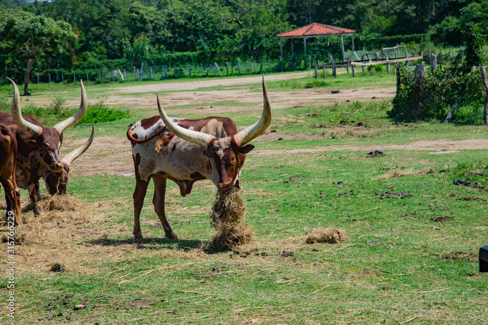 Watussi in Out of Costa Rica Wildlife Park. Watussi in Out of Costa Rica Wildlife Park.