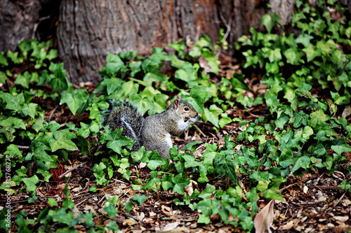 squirrel near  a tree © Tiffany