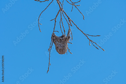 Oriole Nest in Tree Branch photo