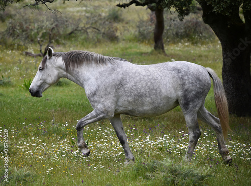 white horse in spanish field © alberto