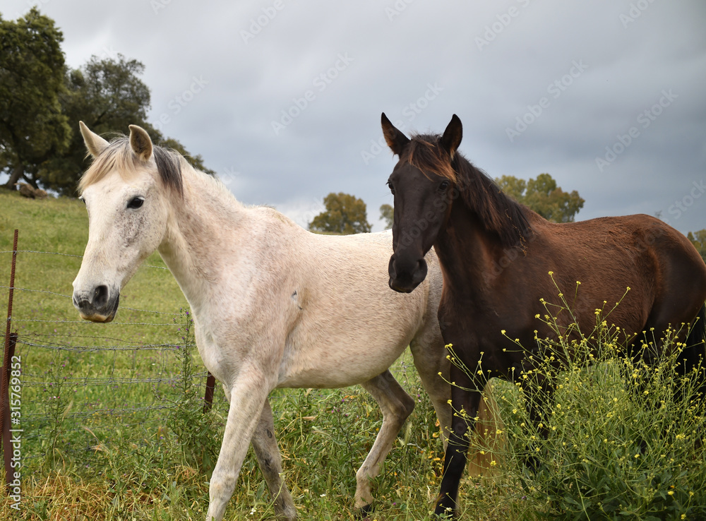 white horse in spanish field