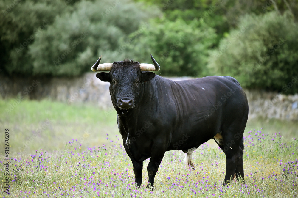 toro español con grandes cuernos toro español con grandes cuernos