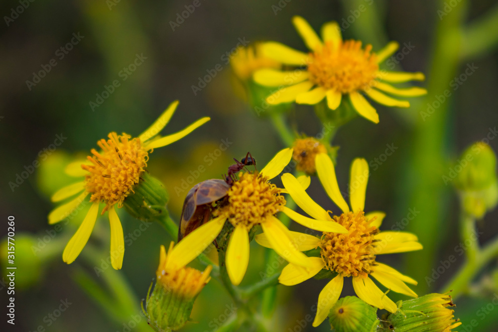 Insecto en Planta de Flores Amarillas Insecto en Planta de Flores Amarillas