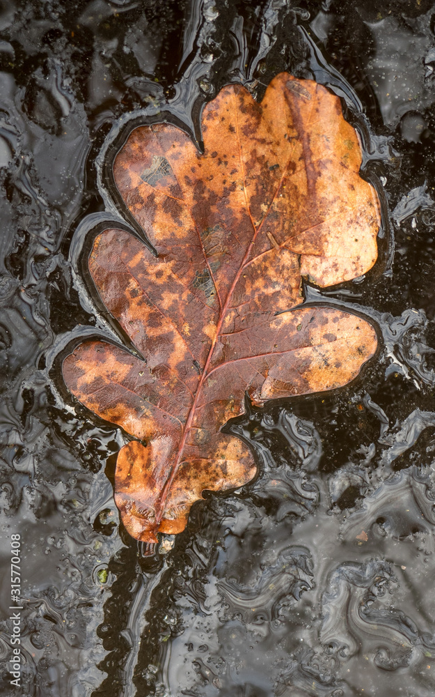 Brown oak leaf encompassed by ice Brown oak leaf encompassed by ice