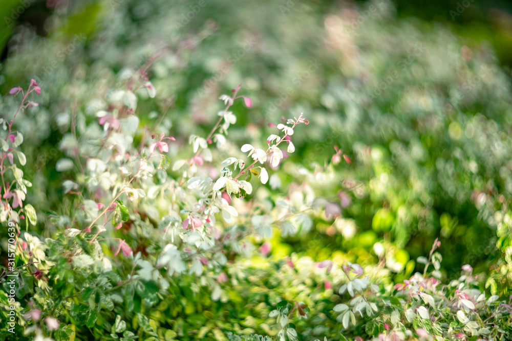 Photos of bokeh from white and green trees and