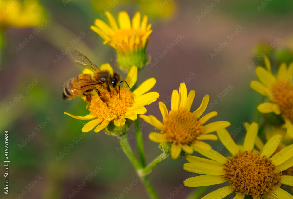 Abeja en Planta de Flor Amarilla Abeja en Planta de Flor Amarilla