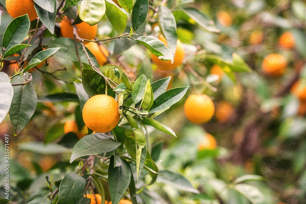 Orange garden in sunlight with ripe orange fruits on the sunny trees and fresh green leaves. Mediterranean natural agricultural background Orange garden in sunlight with ripe orange fruits on the sunny trees and fresh green leaves. Mediterranean natural agricultural background