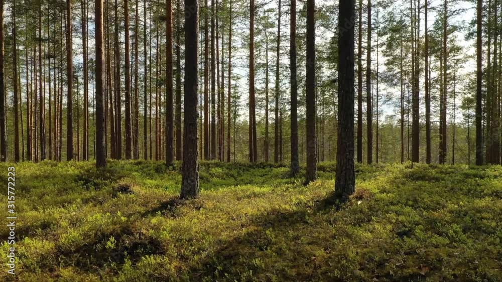 Aerial View of the Forest in Finland. Beautiful nature of Finland. Aerial View of the Forest in Finland. Beautiful nature of Finland.