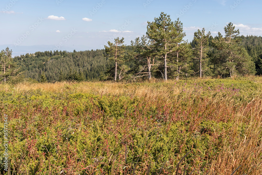 Obraz premium Autumn landscape of Vitosha Mountain, Bulgaria