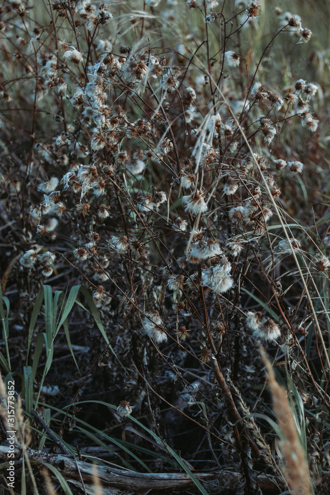 wild autumn clothes grow in the field in autumn wild autumn clothes grow in the field in autumn