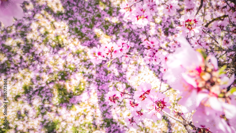 Pink alleys of blooming with flowers almond trees in a park in Madrid, Spain spring Pink alleys of blooming with flowers almond trees in a park in Madrid, Spain spring