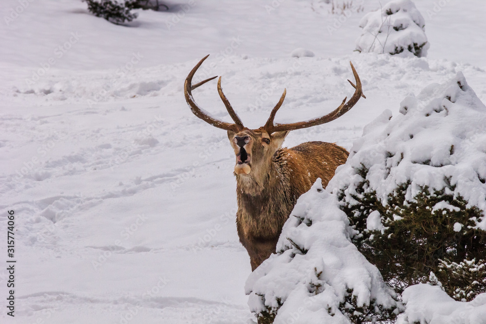 Winter landscape - view of the a red deer male (Cervus elaphus) in the winter mountain forest after snowfall, selective focus Winter landscape - view of the a red deer male (Cervus elaphus) in the winter mountain forest after snowfall, selective focus