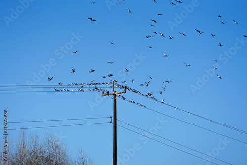 Birds hung on the electric line