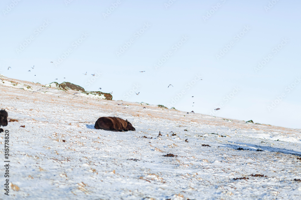 Fototapeta premium Icelandic horses walk in the winter in the snow on a hillside