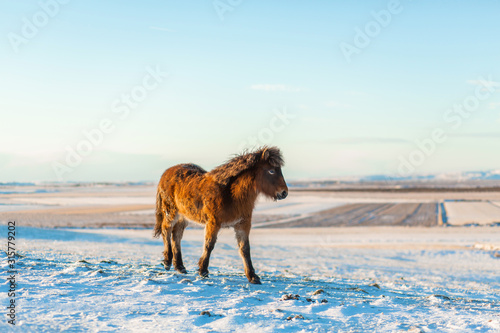 Icelandic horse walks in the snow in winter. Icelandic winter landscape