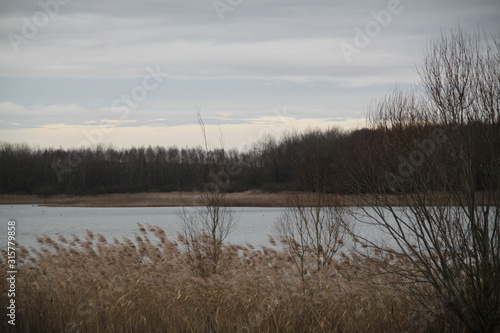 Birds on the lake between forest and reeds