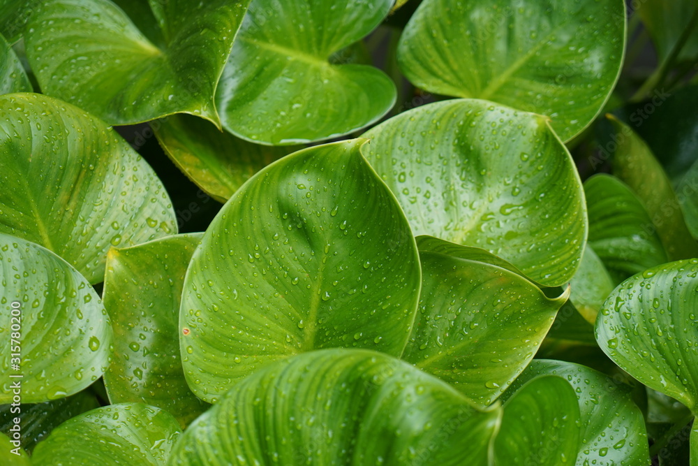 Fototapeta premium Green leaves background