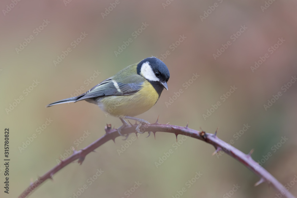 Tit Tit