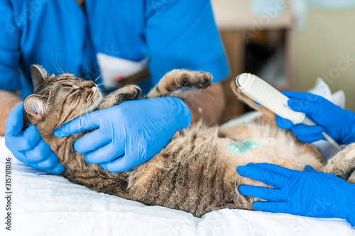 Fototapeta Naklejka Na Ścianę i Meble -  Veterinarians carry through. an ultrasound examination of a domestic cat