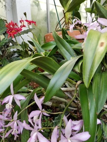 flower  plant  green  spring  nature  garden  flowers  leaf  white  tulip  leaves  lily  beauty  flora  floral  isolated  pink  bud  summer  macro  red  closeup  blossom  petal  hyacinth