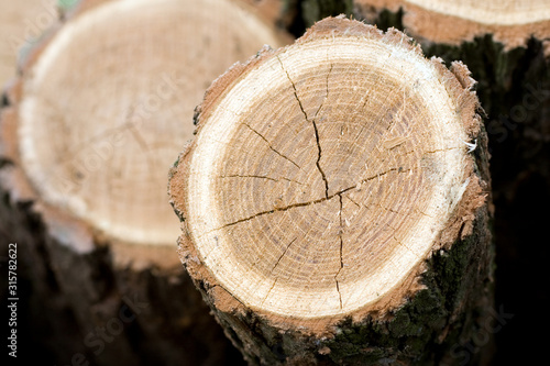 Close up shot of a wood log