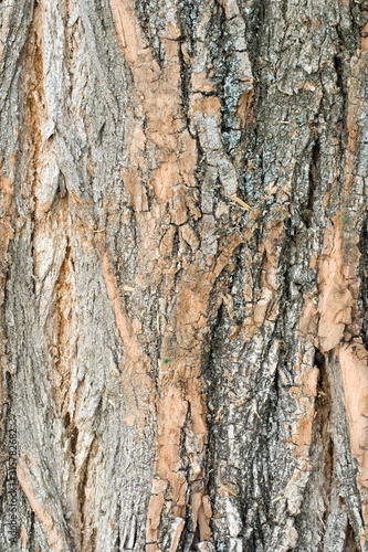 Close up shot of wood bark