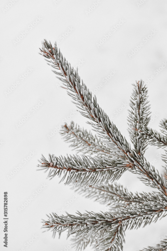 Frosted Branch Frosted Branch